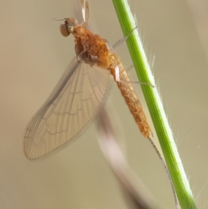 Ephemeroptera (order) at Higgins Woodland - 3 Mar 2024