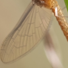 Ephemeroptera (order) at Higgins Woodland - 3 Mar 2024