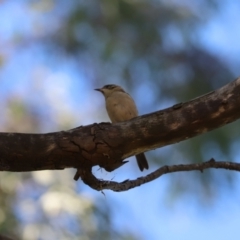 Melithreptus brevirostris (Brown-headed Honeyeater) at Cook, ACT - 3 Mar 2024 by Tammy