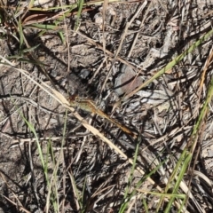 Diplacodes bipunctata (Wandering Percher) at Lyons, ACT - 3 Mar 2024 by ran452