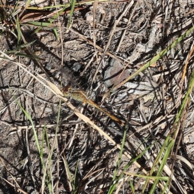 Diplacodes bipunctata (Wandering Percher) at Lyons, ACT - 4 Mar 2024 by ran452