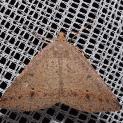 Parosteodes fictiliaria (Dodonaea Moth) at QPRC LGA - 3 Mar 2024 by DianneClarke