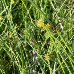 Cyperus sphaeroideus (Scented Sedge) at Lake George, NSW - 3 Mar 2024 by JaneR