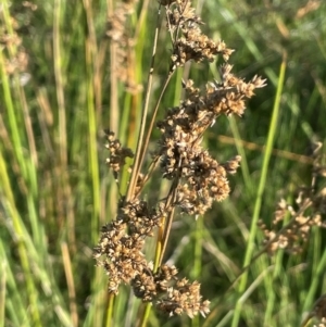 Juncus australis at QPRC LGA - 3 Mar 2024 05:08 PM