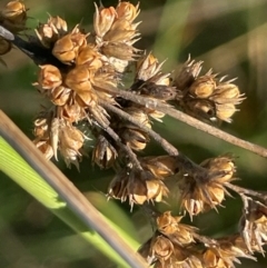 Juncus australis at QPRC LGA - 3 Mar 2024 05:08 PM