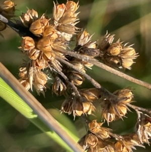 Juncus australis at QPRC LGA - 3 Mar 2024 05:08 PM