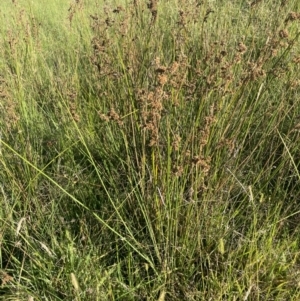 Juncus australis at QPRC LGA - 3 Mar 2024 05:08 PM