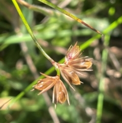 Juncus homalocaulis (A Rush) at Lake George, NSW - 3 Mar 2024 by JaneR