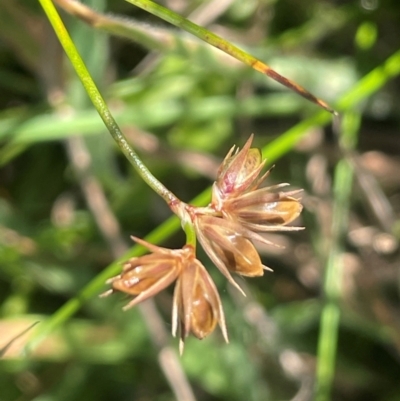 Juncus homalocaulis (A Rush) at Lake George, NSW - 3 Mar 2024 by JaneR