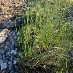 Eleocharis acuta (Common Spike-rush) at Lake George, NSW - 3 Mar 2024 by JaneR