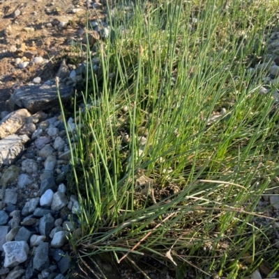 Eleocharis acuta (Common Spike-rush) at QPRC LGA - 3 Mar 2024 by JaneR