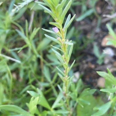 Lythrum hyssopifolia (Small Loosestrife) at Lake George, NSW - 3 Mar 2024 by JaneR