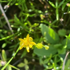 Ranunculus amphitrichus at QPRC LGA - 3 Mar 2024