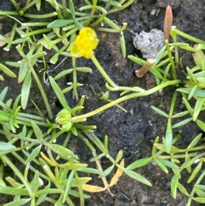 Ranunculus amphitrichus at QPRC LGA - 3 Mar 2024