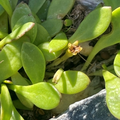 Goodenia radicans (Shiny Swamp-mat) at QPRC LGA - 3 Mar 2024 by JaneR