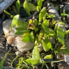 Goodenia radicans at QPRC LGA - 3 Mar 2024