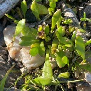 Goodenia radicans at QPRC LGA - 3 Mar 2024