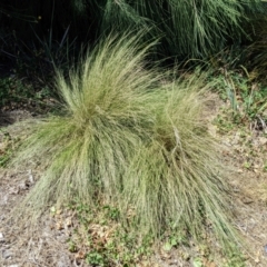 Nassella trichotoma (Serrated Tussock) at Phillip, ACT - 3 Mar 2024 by MattM