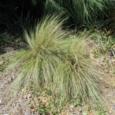 Nassella trichotoma (Serrated Tussock) at Phillip, ACT - 3 Mar 2024 by MattM