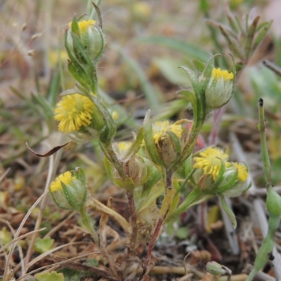 Triptilodiscus pygmaeus (Annual Daisy) at Bonner, ACT - 4 Nov 2023 by michaelb