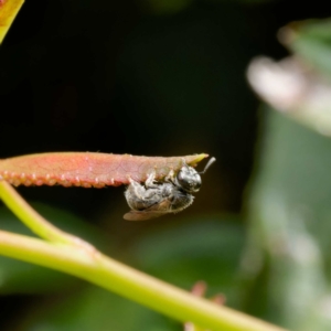 Lasioglossum sp. (genus) at Harrison, ACT - 2 Mar 2024