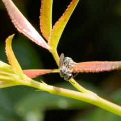 Lasioglossum sp. (genus) at Harrison, ACT - 2 Mar 2024