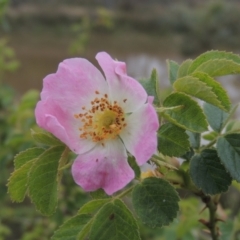 Rosa rubiginosa (Sweet Briar, Eglantine) at Mulligans Flat - 4 Nov 2023 by michaelb