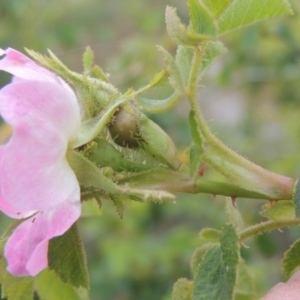 Rosa rubiginosa at Mulligans Flat - 4 Nov 2023 02:43 PM