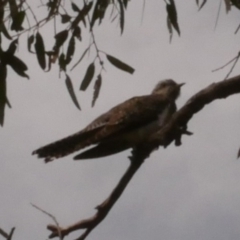 Cacomantis pallidus (Pallid Cuckoo) at galgi gnarrk (Graigieburn Grassland Nature Conservation Reserve) - 28 Sep 2018 by WendyEM