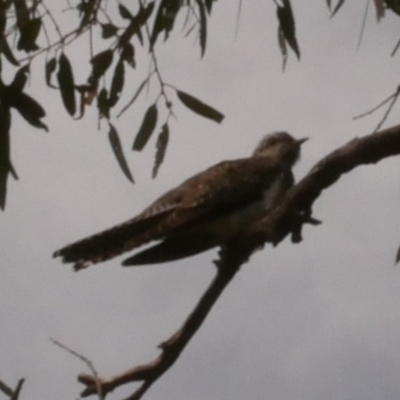 Cacomantis pallidus (Pallid Cuckoo) at Epping, VIC - 28 Sep 2018 by WendyEM