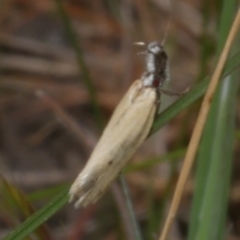 Thema protogramma (A concealer moth) at galgi gnarrk (Graigieburn Grassland Nature Conservation Reserve) - 28 Sep 2018 by WendyEM