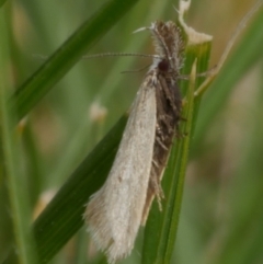 Thema protogramma (A concealer moth) at galgi gnarrk (Craigieburn Grassland Nature Conservation Reserve) - 28 Sep 2018 by WendyEM