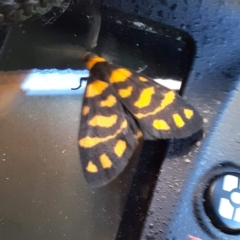 Asura lydia (Lydia Lichen Moth) at Braddon, ACT - 3 Mar 2024 by RobertD