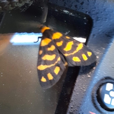 Asura lydia (Lydia Lichen Moth) at Braddon, ACT - 3 Mar 2024 by RobertD