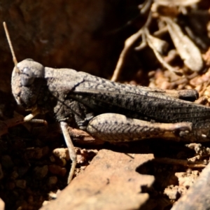 Cirphula pyrrhocnemis at Woodstock Nature Reserve - 4 Mar 2024