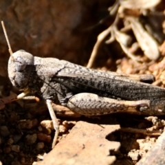 Cirphula pyrrhocnemis at Woodstock Nature Reserve - 4 Mar 2024