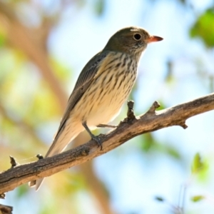 Pachycephala rufiventris at Woodstock Nature Reserve - 4 Mar 2024