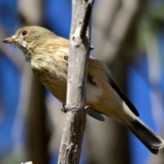 Pachycephala rufiventris at Woodstock Nature Reserve - 4 Mar 2024