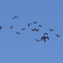 Threskiornis spinicollis (Straw-necked Ibis) at Fyshwick, ACT - 3 Mar 2024 by RodDeb