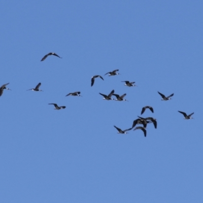 Threskiornis spinicollis (Straw-necked Ibis) at Fyshwick, ACT - 3 Mar 2024 by RodDeb