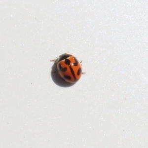 Coccinella transversalis at Jerrabomberra Wetlands - 3 Mar 2024