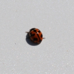 Coccinella transversalis at Jerrabomberra Wetlands - 3 Mar 2024