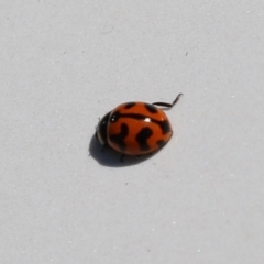 Coccinella transversalis at Jerrabomberra Wetlands - 3 Mar 2024