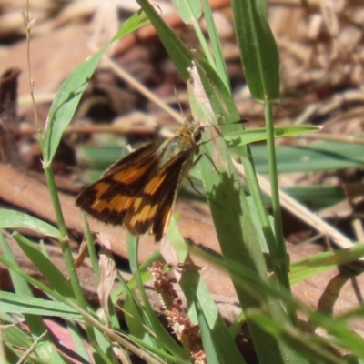 Ocybadistes walkeri (Green Grass-dart) at Saint Mark's Grassland, Barton - 3 Mar 2024 by RodDeb