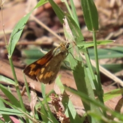 Ocybadistes walkeri at Saint Marks Grassland - Barton ACT - 3 Mar 2024 01:24 PM