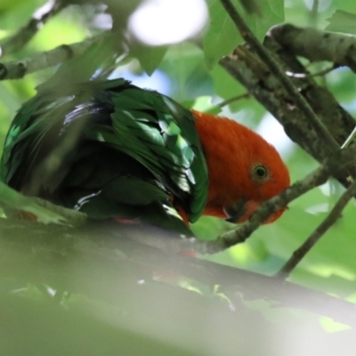 Alisterus scapularis (Australian King-Parrot) at Barton, ACT - 3 Mar 2024 by RodDeb