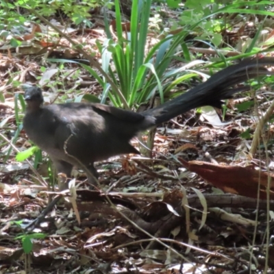 Menura novaehollandiae (Superb Lyrebird) at Saint Marks Grassland - Barton ACT - 3 Mar 2024 by RodDeb