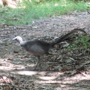 Menura novaehollandiae at Saint Marks Grassland - Barton ACT - 3 Mar 2024