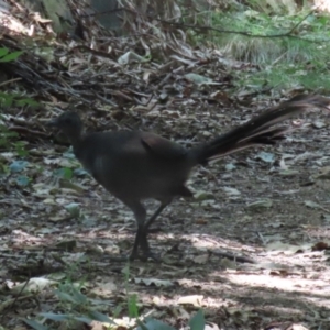 Menura novaehollandiae at Saint Marks Grassland - Barton ACT - 3 Mar 2024