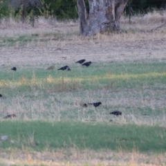 Corvus mellori (Little Raven) at Duffy, ACT - 3 Mar 2024 by RodDeb